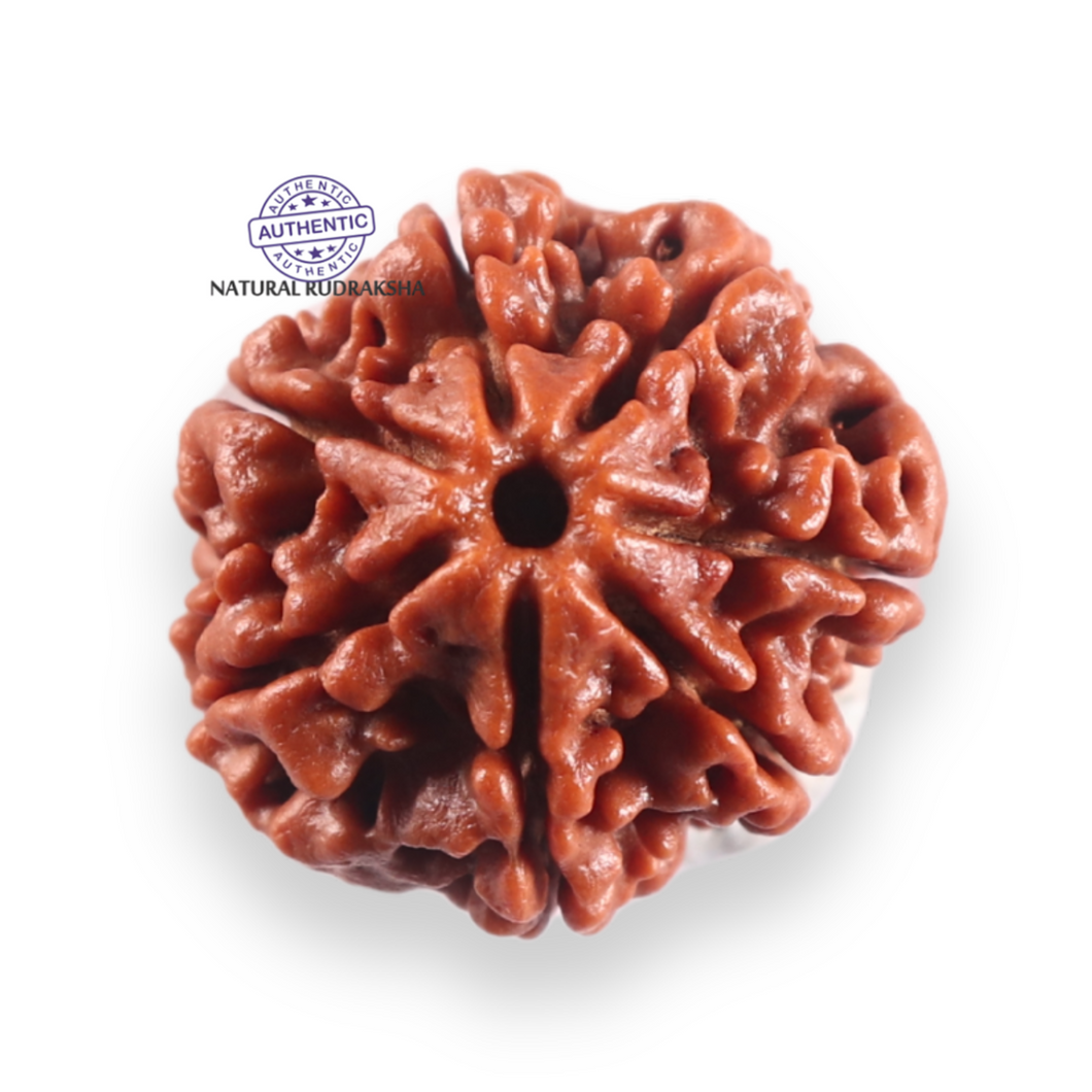 7 Mukhi Nepalese Rudraksha - Bead No 139