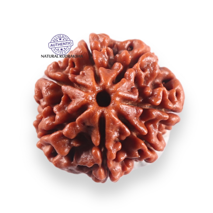 7 Mukhi Nepalese Rudraksha - Bead No 139
