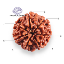 Load image into Gallery viewer, 7 Mukhi Nepalese Rudraksha - Bead No 140
