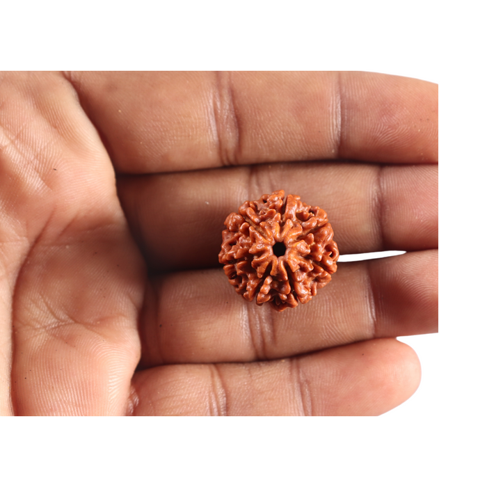 7 Mukhi Nepalese Rudraksha - Bead No 140