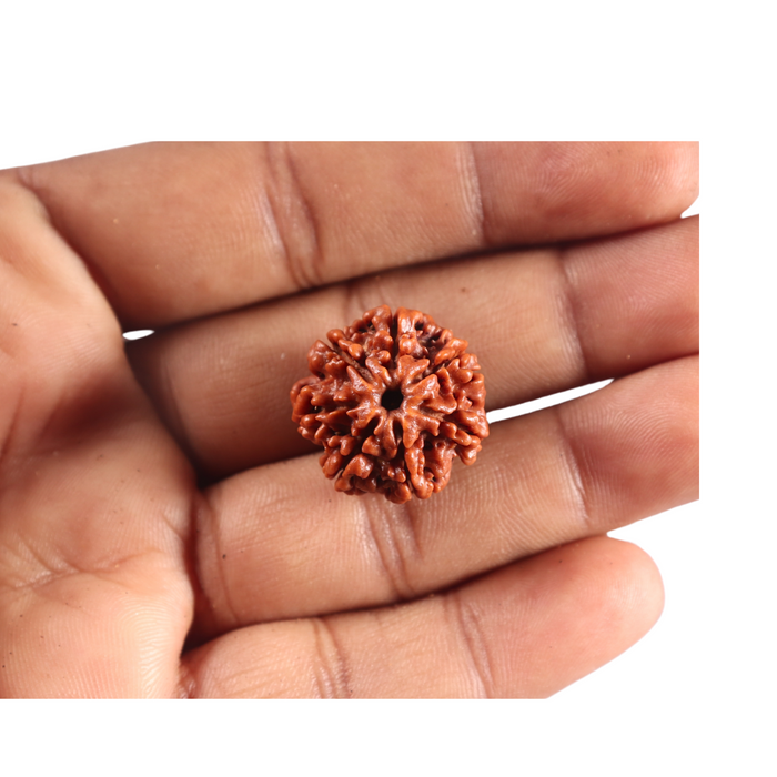 7 Mukhi Nepalese Rudraksha - Bead No 141
