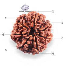 Load image into Gallery viewer, 7 Mukhi Nepalese Rudraksha - Bead No 143
