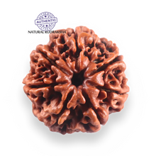 Load image into Gallery viewer, 7 Mukhi Nepalese Rudraksha - Bead No 143
