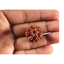Load image into Gallery viewer, 7 Mukhi Nepalese Rudraksha - Bead No 143

