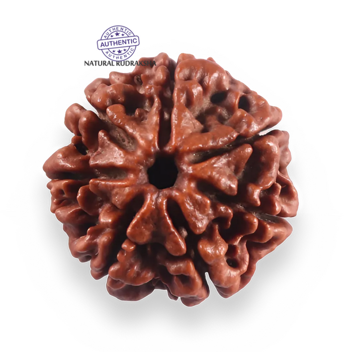 7 Mukhi Nepalese Rudraksha - Bead No 144