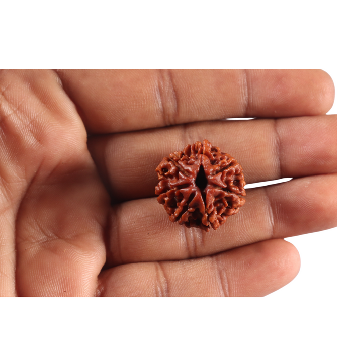 7 Mukhi Nepalese Rudraksha - Bead No 145