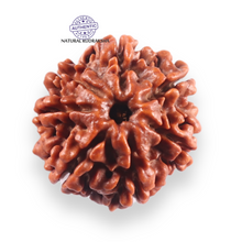 Load image into Gallery viewer, 7 Mukhi Nepalese Rudraksha - Bead No 146
