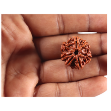 Load image into Gallery viewer, 7 Mukhi Nepalese Rudraksha - Bead No 146

