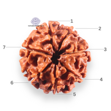 Load image into Gallery viewer, 7 Mukhi Nepalese Rudraksha - Bead No 147
