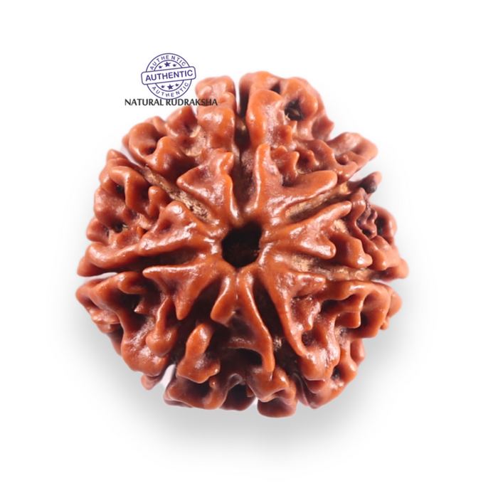 7 Mukhi Nepalese Rudraksha - Bead No 148