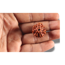 Load image into Gallery viewer, 7 Mukhi Nepalese Rudraksha - Bead No 148
