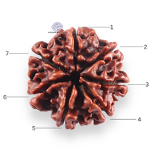 Load image into Gallery viewer, 7 Mukhi Nepalese Rudraksha - Bead No 149

