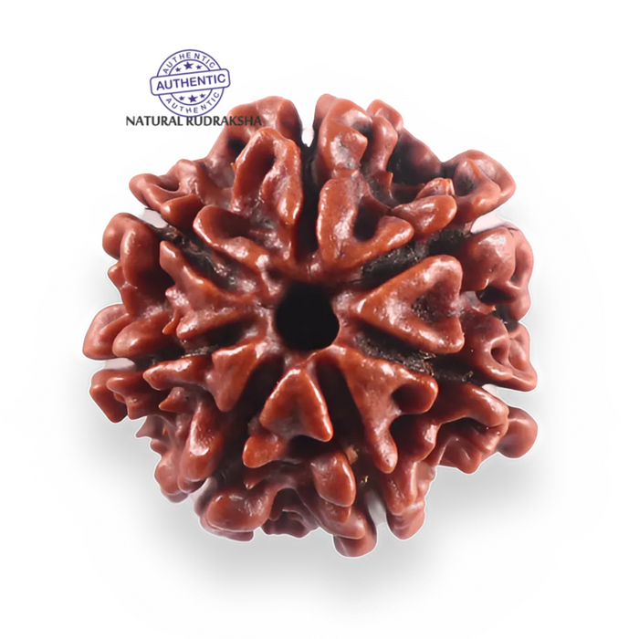 7 Mukhi Nepalese Rudraksha - Bead No 149