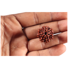 Load image into Gallery viewer, 7 Mukhi Nepalese Rudraksha - Bead No 149
