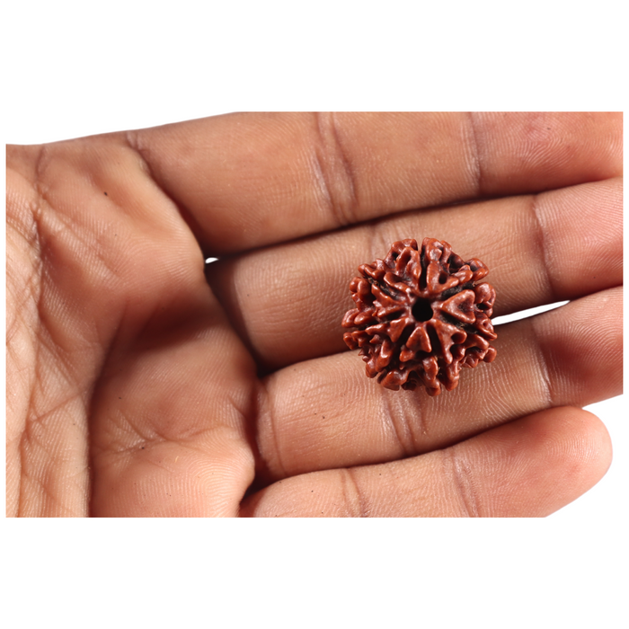 7 Mukhi Nepalese Rudraksha - Bead No 149