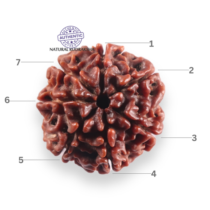 7 Mukhi Nepalese Rudraksha - Bead No 150