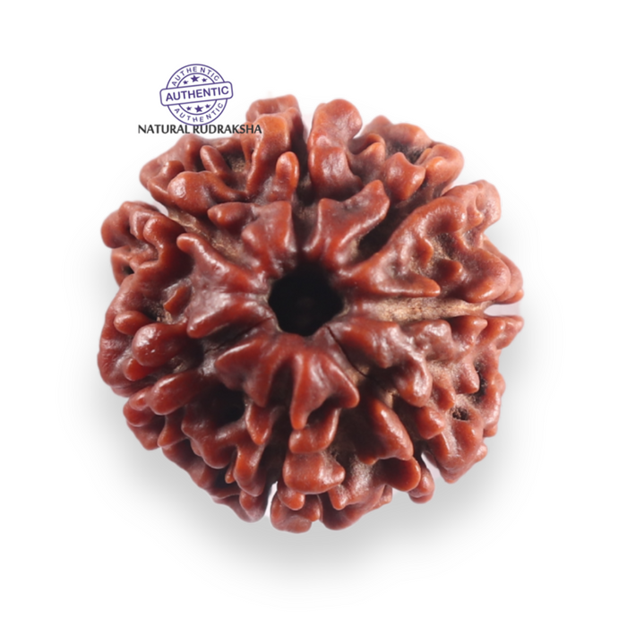 7 Mukhi Nepalese Rudraksha - Bead No 150