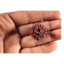 Load image into Gallery viewer, 7 Mukhi Nepalese Rudraksha - Bead No 150
