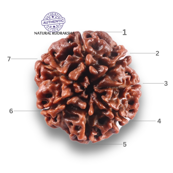 7 Mukhi Nepalese Rudraksha - Bead No 151