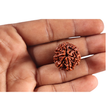 Load image into Gallery viewer, 7 Mukhi Nepalese Rudraksha - Bead No 151
