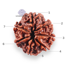 Load image into Gallery viewer, 7 Mukhi Nepalese Rudraksha - Bead No 152
