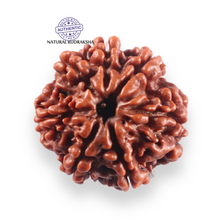 Load image into Gallery viewer, 7 Mukhi Nepalese Rudraksha - Bead No 152
