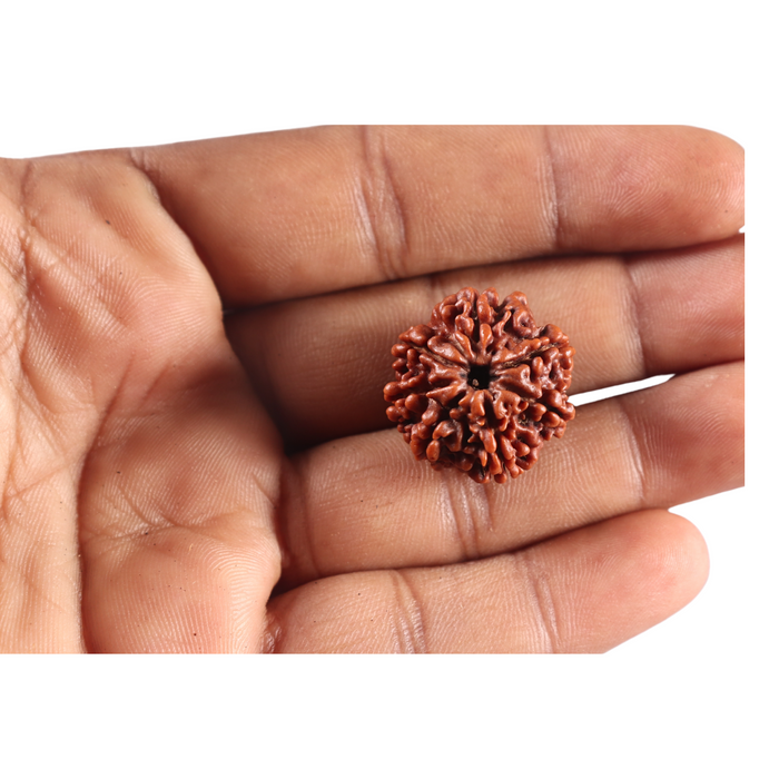 7 Mukhi Nepalese Rudraksha - Bead No 152