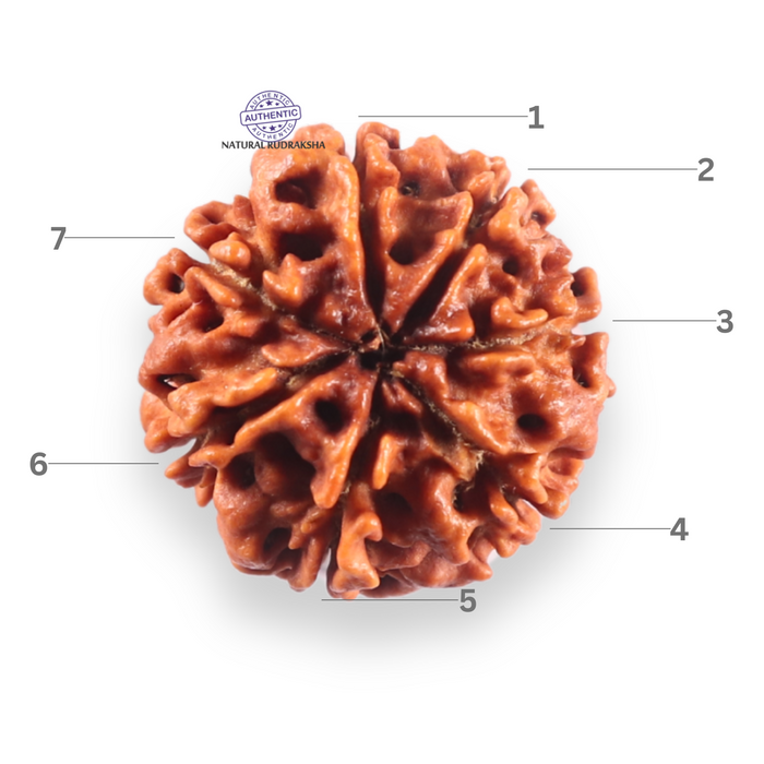 7 Mukhi Nepalese Rudraksha - Bead No 153