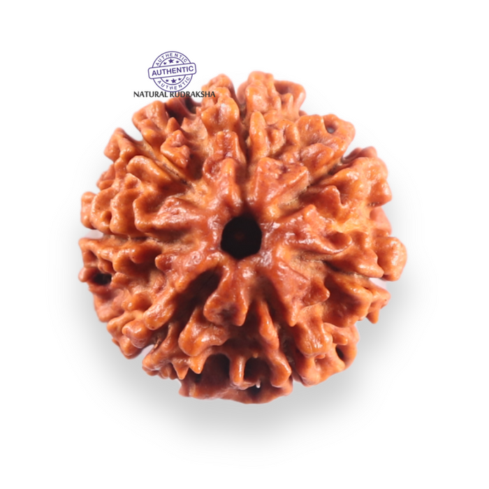 7 Mukhi Nepalese Rudraksha - Bead No 153