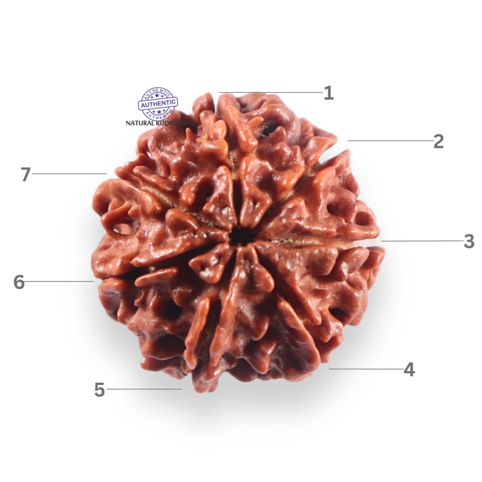 7 Mukhi Nepalese Rudraksha - Bead No 154