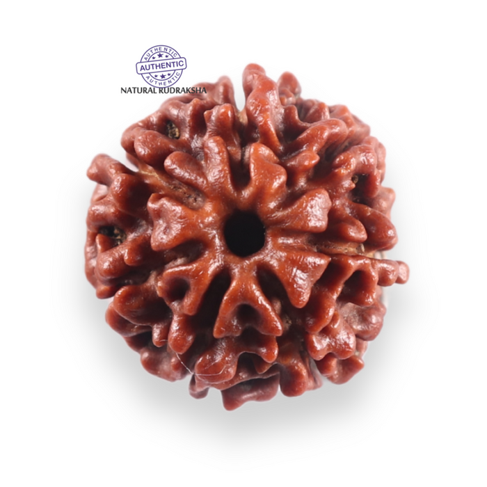 7 Mukhi Nepalese Rudraksha - Bead No 155