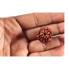 Load image into Gallery viewer, 7 Mukhi Nepalese Rudraksha - Bead No 155

