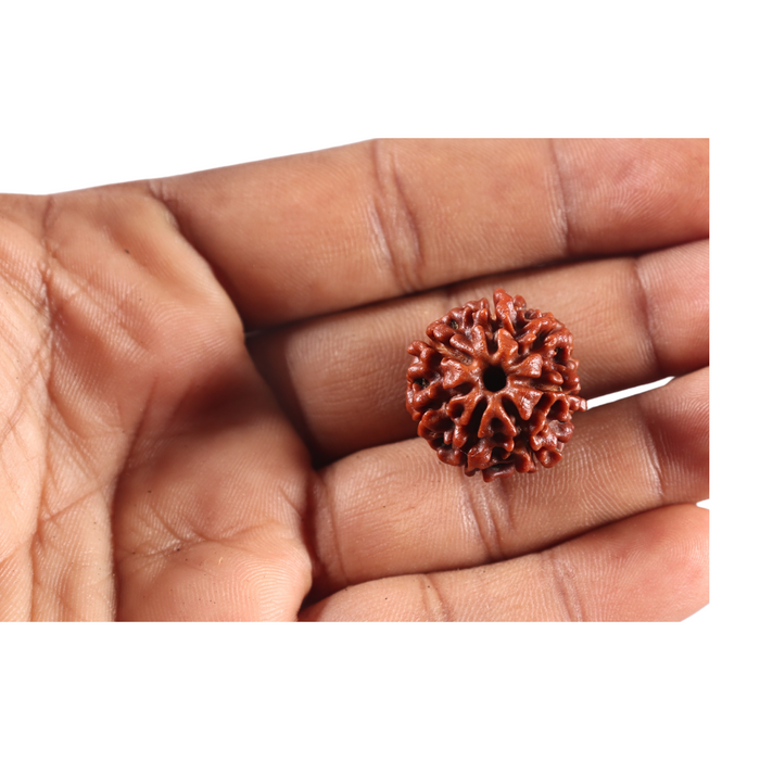 7 Mukhi Nepalese Rudraksha - Bead No 155