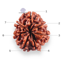 Load image into Gallery viewer, 7 Mukhi Nepalese Rudraksha - Bead No 156
