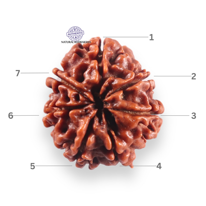 7 Mukhi Nepalese Rudraksha - Bead No 156