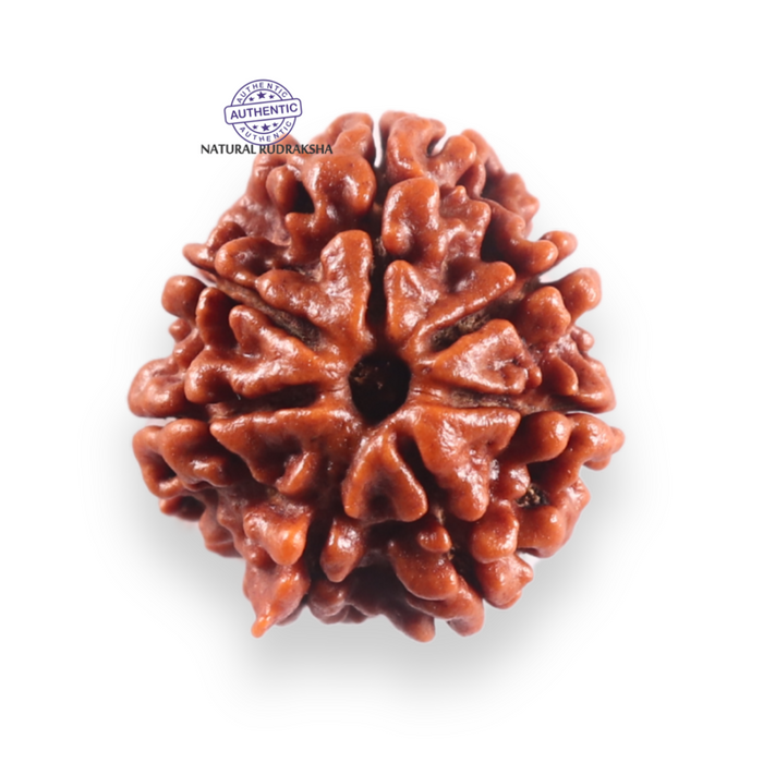 7 Mukhi Nepalese Rudraksha - Bead No 156