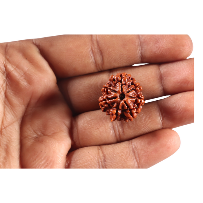 7 Mukhi Nepalese Rudraksha - Bead No 156