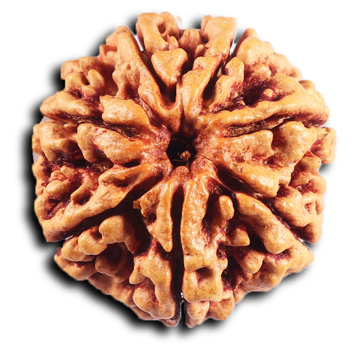 7 Mukhi Nepalese Rudraksha - Bead No.25