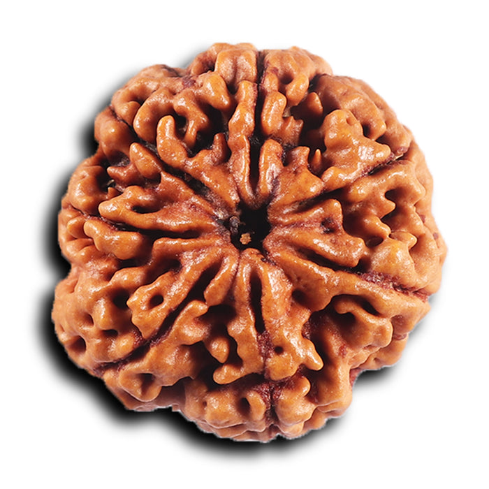 7 Mukhi Nepalese Rudraksha - Bead No. 26