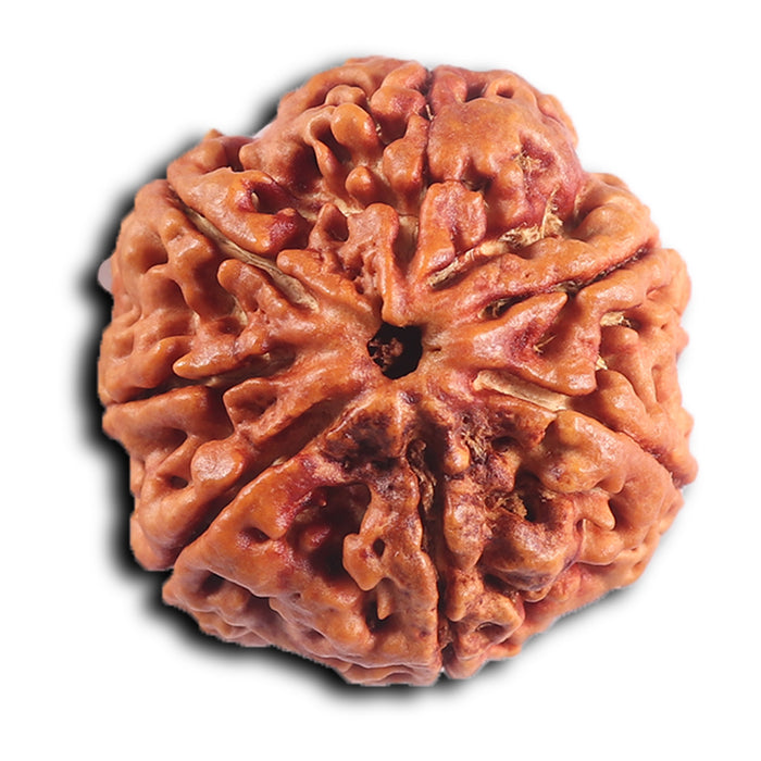7 Mukhi Nepalese Rudraksha - Bead No. 28