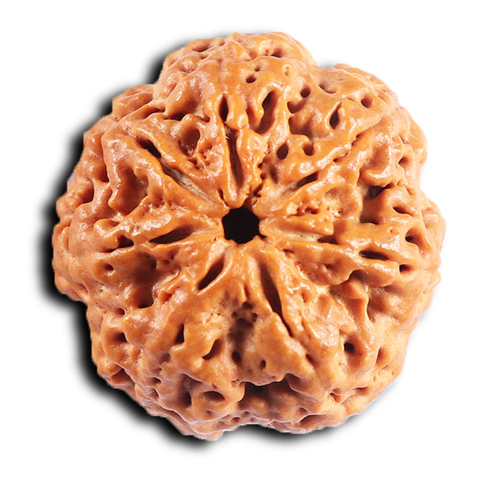 7 Mukhi Nepalese Rudraksha - Bead No. 29