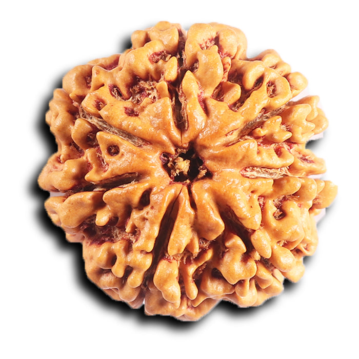 7 Mukhi Nepalese Rudraksha - Bead No. 32