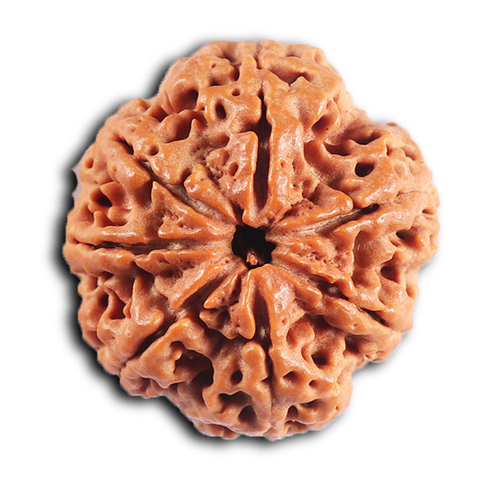 7 Mukhi Nepalese Rudraksha - Bead No. 33