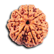 Load image into Gallery viewer, 7 Mukhi Nepalese  Rudraksha - Bead No.34
