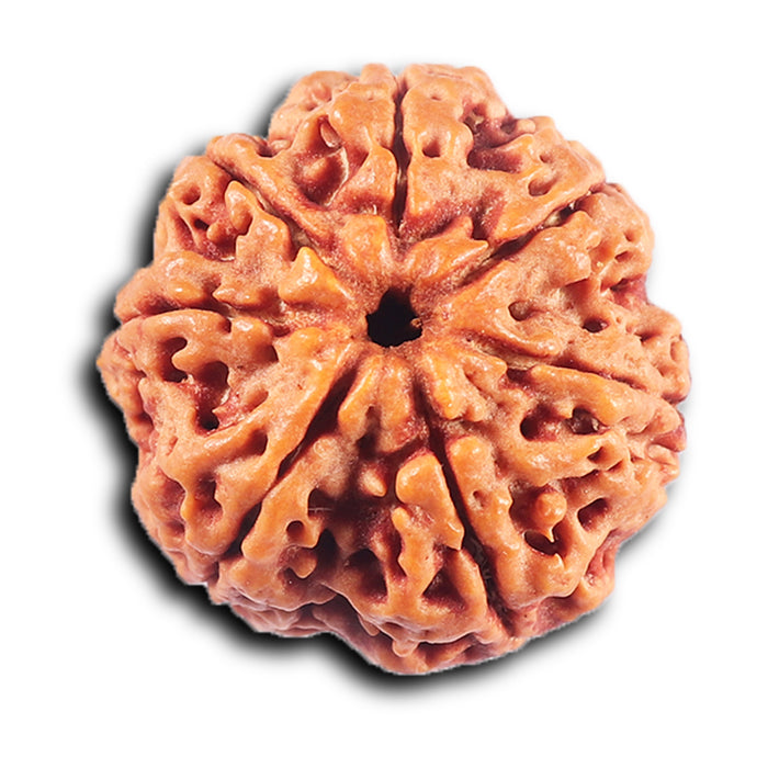 7 Mukhi Nepalese  Rudraksha - Bead No.34