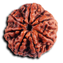 Load image into Gallery viewer, 7 Mukhi Nepalese  Rudraksha - Bead No.38
