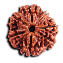 Load image into Gallery viewer, 7 Mukhi Nepalese  Rudraksha - Bead No.39
