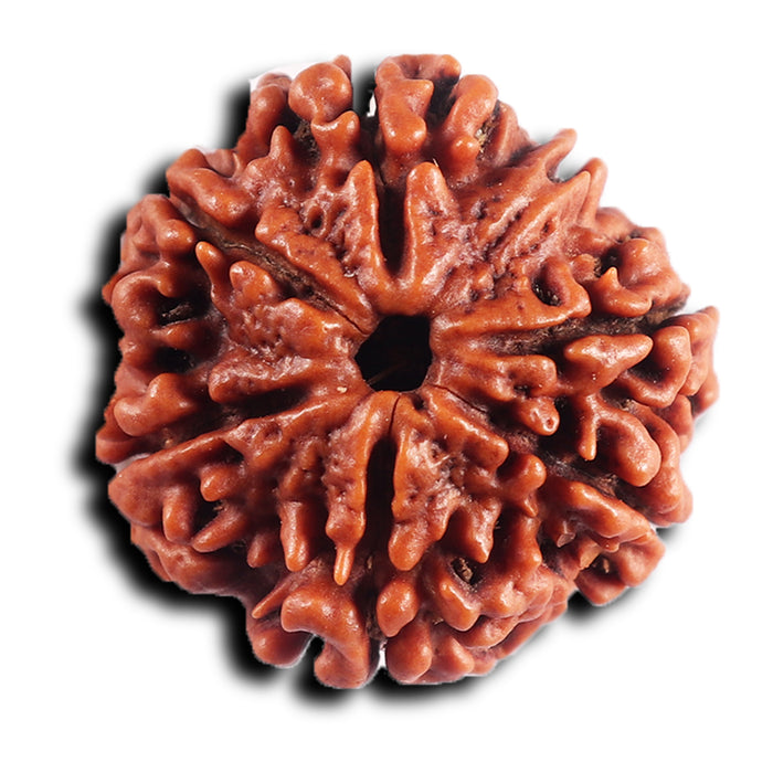 7 Mukhi Nepalese  Rudraksha - Bead No.39