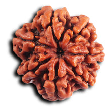 Load image into Gallery viewer, 7 Mukhi Nepalese  Rudraksha - Bead No40
