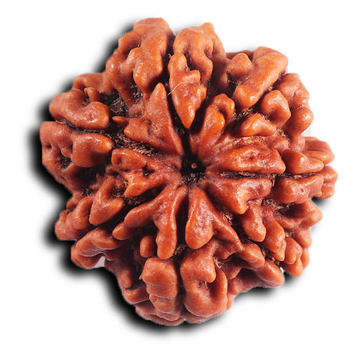 7 Mukhi Nepalese  Rudraksha - Bead No40